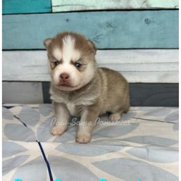 Able - Red and white male Pomsky puppy in Krum, Texas from Paw-Some Pomskies