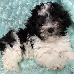 Grogu - Beseme's Force 4 Cuteness - Black and white male Havanese puppy in Salt Lake City, Utah from Beseme Havanese