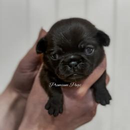 Maggie - Black female Pug puppy in Shady Hills, Florida from Premium Pugs