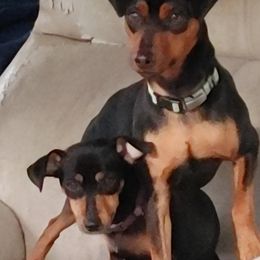 Sally - Miniature Pinscher