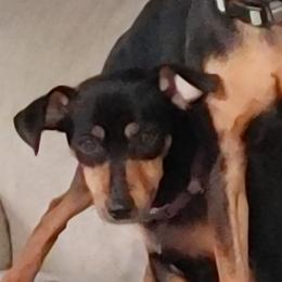 Sally - Miniature Pinscher