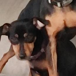 Sally - Miniature Pinscher