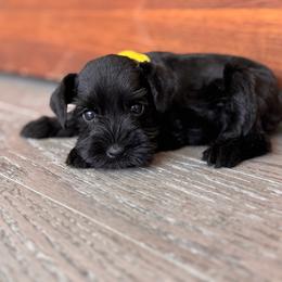 Yellow - Black female Miniature Schnauzer puppy in Arlington, Texas from Blissful Standards