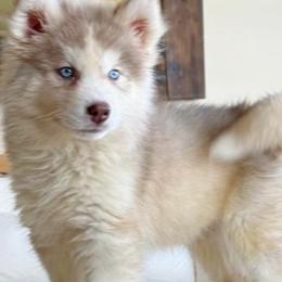 Liz - Sable and white female Siberian Husky puppy in Woodlawn, Virginia from Delta Huskies