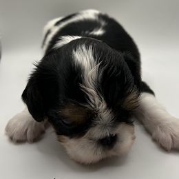 Enchanting Charlies Misunderstood Greed - Black white and tan female English Toy Spaniel puppy in Pennsylvania from Enchanting Charlies