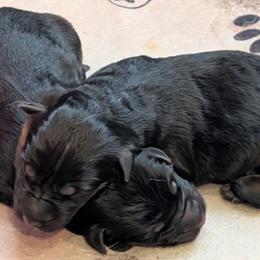 Girl - Black and red female German Shepherd puppy in Kiel, Wisconsin from Herbststurm German Shepherds, LLC