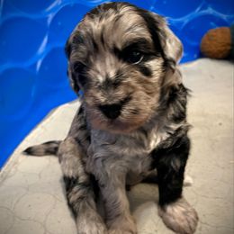 Bluebell - Merle female Goldendoodle puppy in Kansas City, Missouri from Beary GoldenDoodles