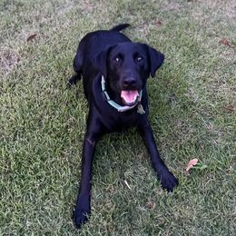 Labrador Retrievers from Daylin’s Doodles & Labradors