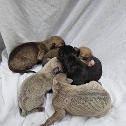 Italian Greyhound Puppies from Heartland Iggys