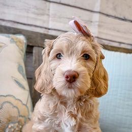 Australian Labradoodle Puppies from Foothills Doodles
