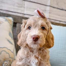 Australian Labradoodle Puppies from Foothills Doodles
