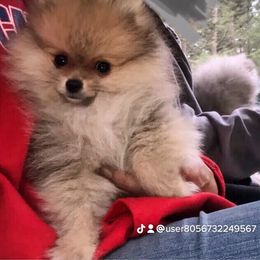 Pomeranian Puppies from Legacy Poms