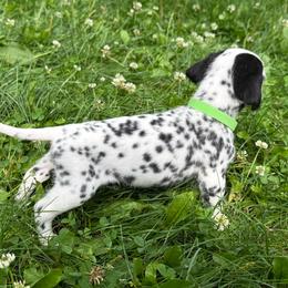 Porter - White and black male Dalmatian puppy in Newfoundland, Pennsylvania from Poconopaws
