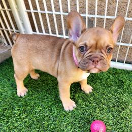 Molly - Fawn female French Bulldog puppy in Las Vegas, Nevada from Fabulousbulldogs LLC