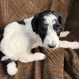 Marshmallow (Grey Collar) - Parti male Poodle puppy in League City, Texas from Chauffeured Poodles