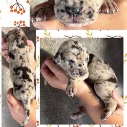 Cotton - Merle female Great Dane puppy in Wellsville, New York from Prophecy Danes