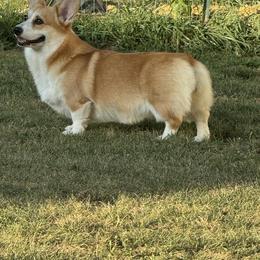 Cookie - Pembroke Welsh Corgi