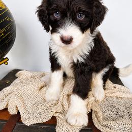 Aussiedoodle Puppies from The Cuddly Dood Ranch