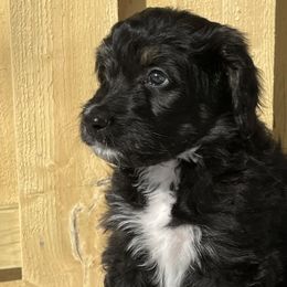 Bernedoodle Puppies from Paws of the Vineyard