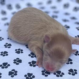 Pomeranian Puppies from Partain Poms