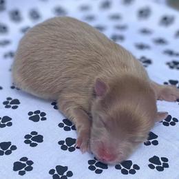 Pomeranian Puppies from Partain Poms