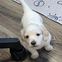 Dachshund puppies from King's Dachshunds