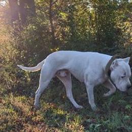 Dogo Argentinos from Diavol Dogos /DoubleD Creek Ranch