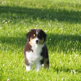 Guiness - Black tri-color male Australian Shepherd puppy in Cape Girardeau, Missouri from Promise Keeper Kennel