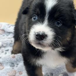 Boy 4 - male Australian Shepherd puppy in California, Kentucky from R and B Aussies