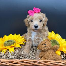 Lulu - Apricot female Goldendoodle puppy in Cape Coral, Florida from Nay Nays Mini Doodles