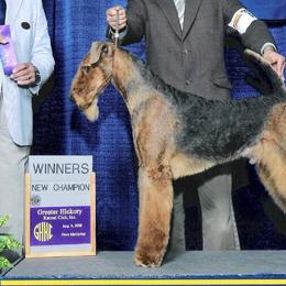 Airedale Terriers from Joanne Vohs