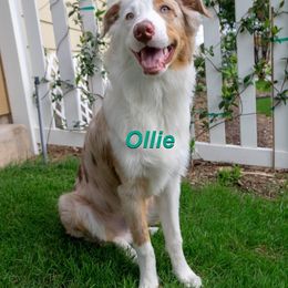 Australian Shepherd All Grown Up from LL Farm Australian Shepherds