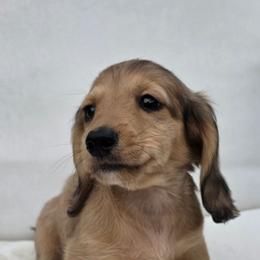 Cream Boy - Cream male Dachshund puppy in Woodland, Washington from SJs Dachshunds