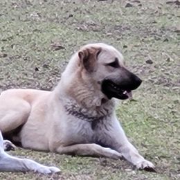 Sol - Anatolian Shepherd Dog