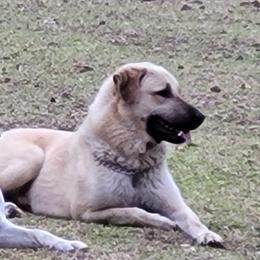 Sol - Anatolian Shepherd Dog