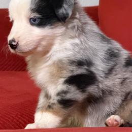 Blue - Blue merle male Australian Shepherd puppy in Lynnville, Indiana from Moonlightaussies