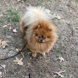Dolly - Pomeranian