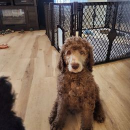 Bubba - Brown Poodle puppy in Riesel, Texas from Blackland Poodles