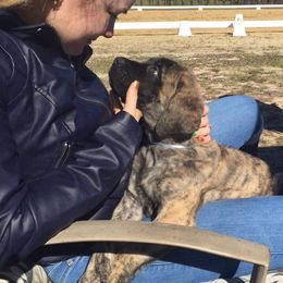 Mastiff and Neapolitan Mastiff Puppies from Sims English Mastiffs