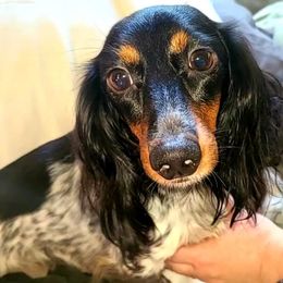 Addy - Dachshund
