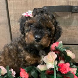 Bonnie - Sable female Cockapoo puppy in Atco, New Jersey from Flannery’s lucky pup’s🍀