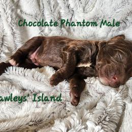Pawley - Phantom male Goldendoodle puppy in St. George, South Carolina from Southern Hunters Mini Doodles