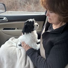 Shichon Puppies from Great Lakes Teddy Bear Dogs