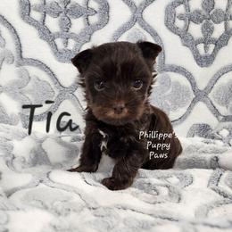 Tia - Chocolate and tan female Yorkshire Terrier puppy in Adair, Oklahoma from Phillippe's Puppy Paws
