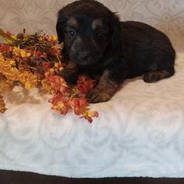 Ivy - female Aussiedoodle puppy in Milford, Indiana from Olde Heritage K-9