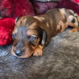 Patches - Dapple male Dachshund puppy in Klamath Falls, Oregon from Luvindoxys4u