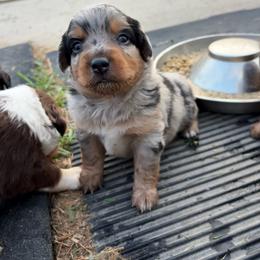 Pepper - Blue merle female Miniature Australian Shepherd puppy in Friend, Nebraska from Mid-Plains Mini Aussies