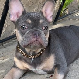 French Bulldogs from Fluffy Carrier Frenchies