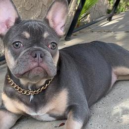 French Bulldogs from Fluffy Carrier Frenchies