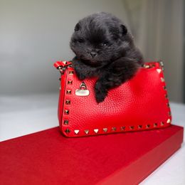 Twighlight - Black male Pomeranian puppy in Sacramento, California from Carousel Poodles & Pomeranians